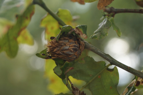 Oak Artichoke Gall Wasp