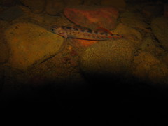Etheostoma