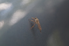 Neomochtherus pallipes