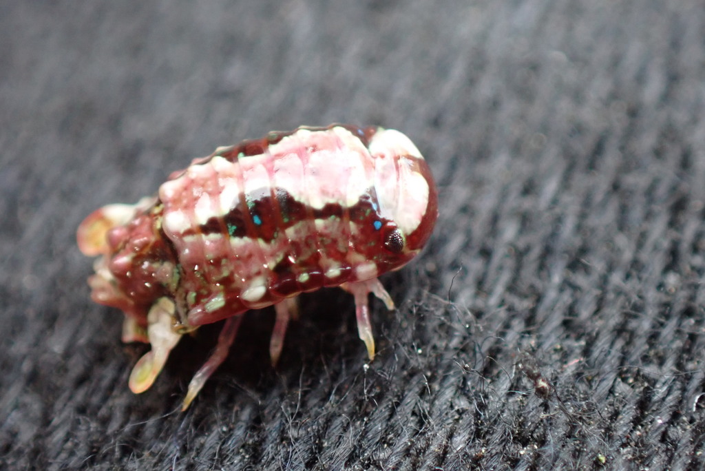Dynamenopsis varicolor