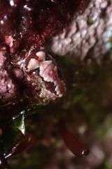 Dynamenopsis varicolor