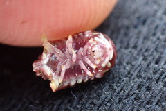 Dynamenopsis varicolor