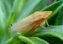 Xerophloea peltata