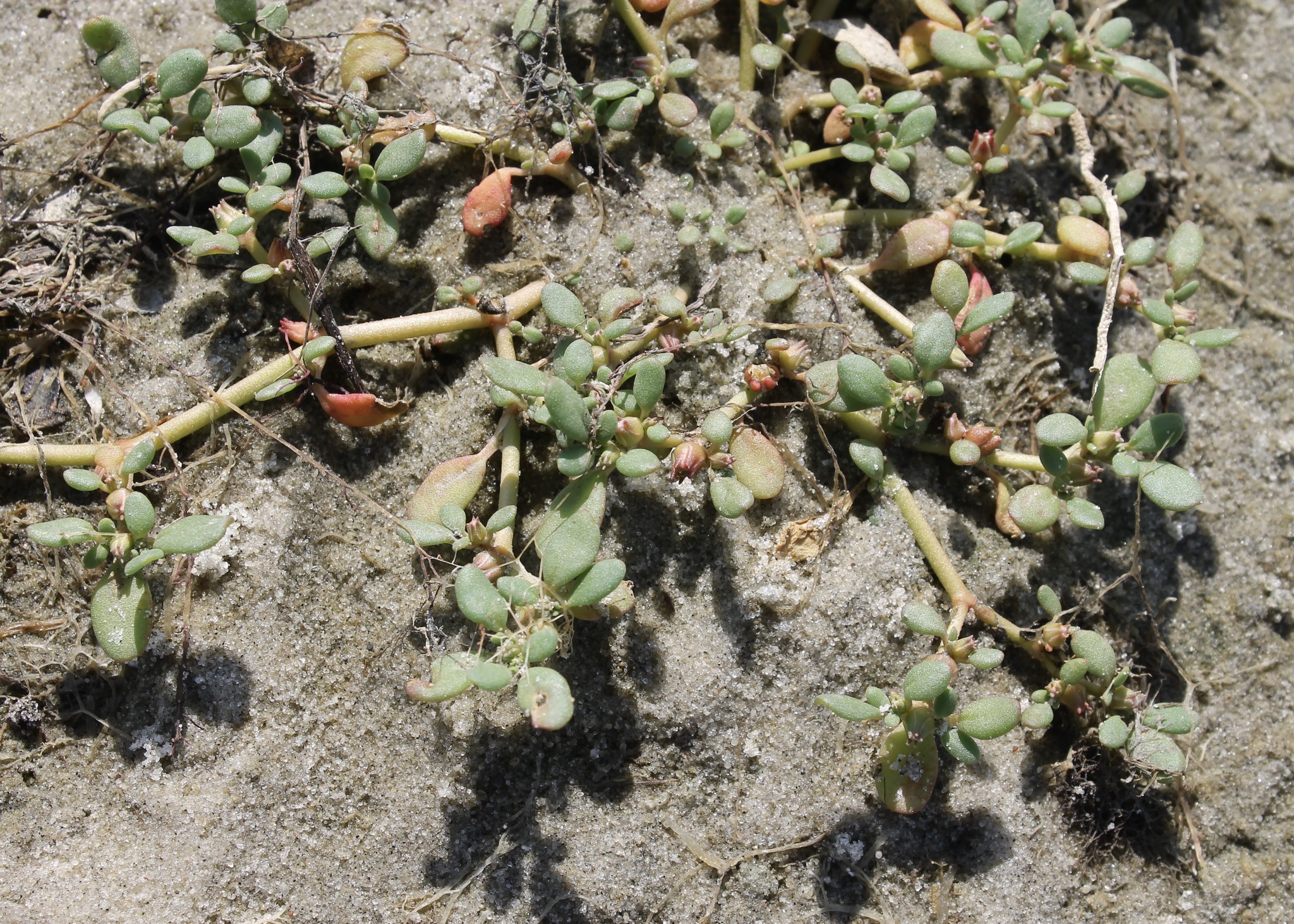 Sesuvium maritimum