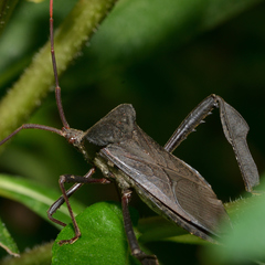 Acanthocephala declivis