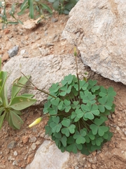 Oxalis copiosa