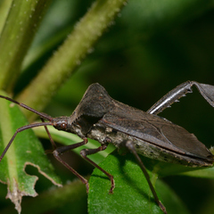 Acanthocephala declivis