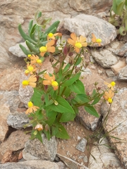 Nemesia williamsonii