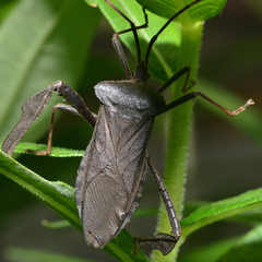 Acanthocephala declivis