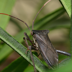 Acanthocephala declivis