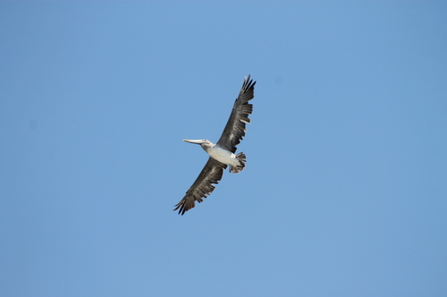 Brown Pelican photographed in New Jersey