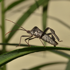 Acanthocephala declivis