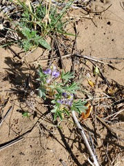 Lupinus pusillus