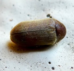 Xyletininae