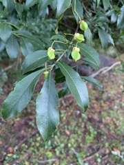 Euonymus carnosus