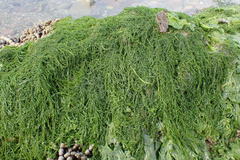 Ulva compressa