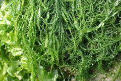 Ulva compressa
