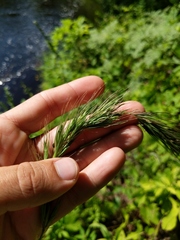Elymus wiegandii