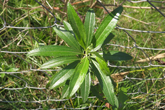 Baccharis punctulata