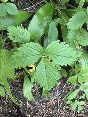 Fragaria vesca bracteata
