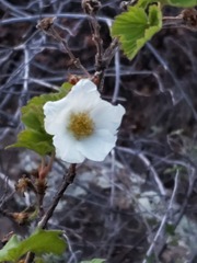 Rubus neomexicanus