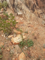 Kohautia ramosissima