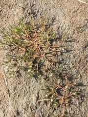 Spergularia canadensis
