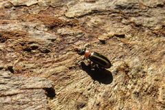 Disonycha argentinensis