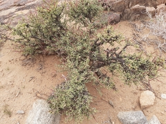 Portulacaria fruticulosa