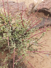 Portulacaria fruticulosa