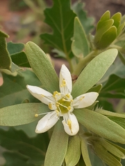 Kissenia capensis