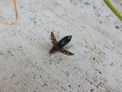 Melanophila consputa