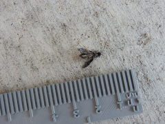 Melanophila consputa