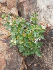 Kissenia capensis