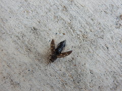 Melanophila consputa