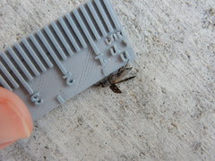 Melanophila consputa