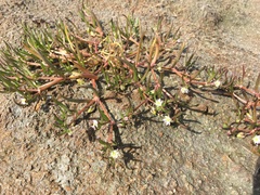Spergularia canadensis