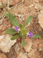 Acanthopsis disperma