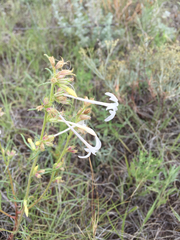 Ipomopsis aggregata candida