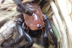 Porrhothele antipodiana