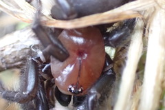 Porrhothele antipodiana