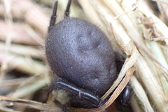 Porrhothele antipodiana