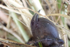 Porrhothele antipodiana
