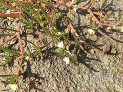 Spergularia canadensis