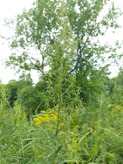 Artemisia serrata