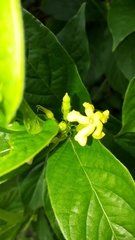 Mandevilla foliosa