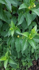 Mandevilla foliosa
