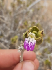 Monechma mollissimum