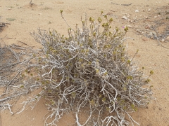 Monechma mollissimum