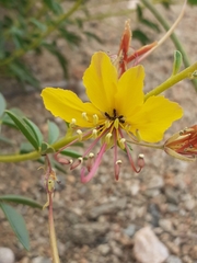 Cleome foliosa lutea